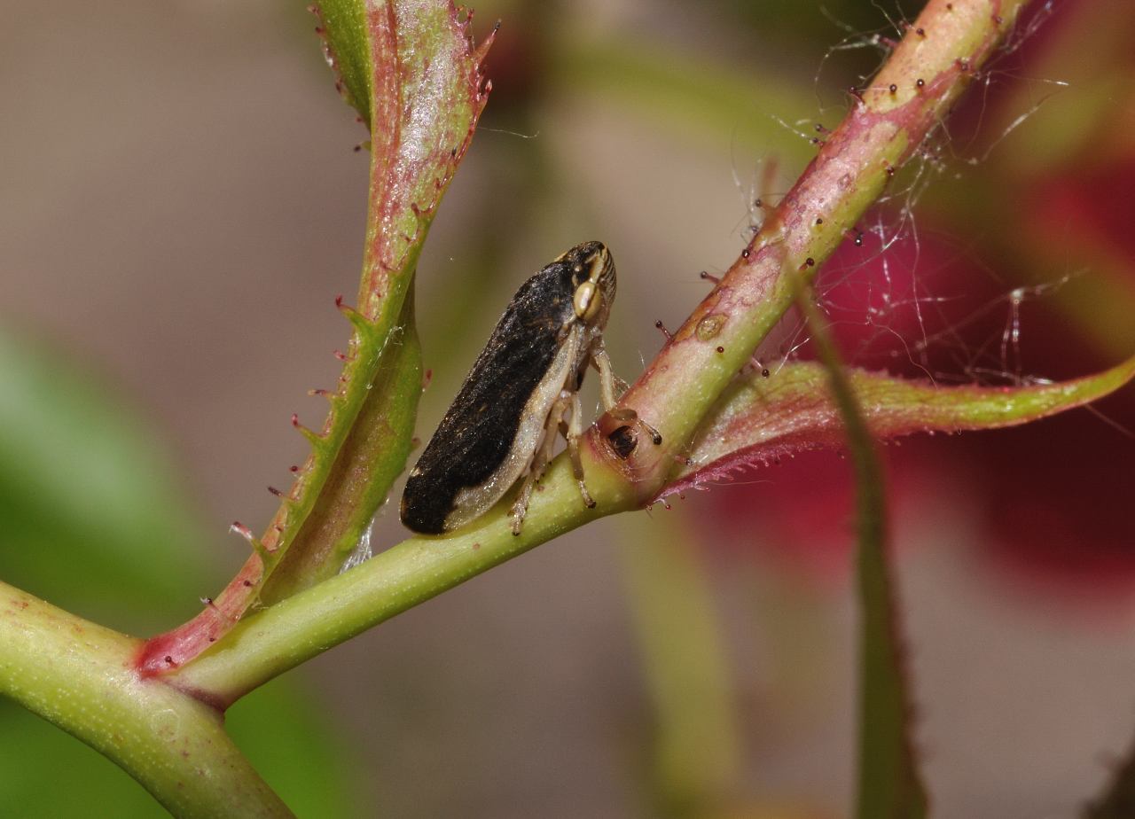 Aphrophora sp ?...quasi;  Philaenus spumarius